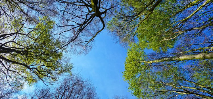 Sein, wie ein Baum Sein, wie ein Baum