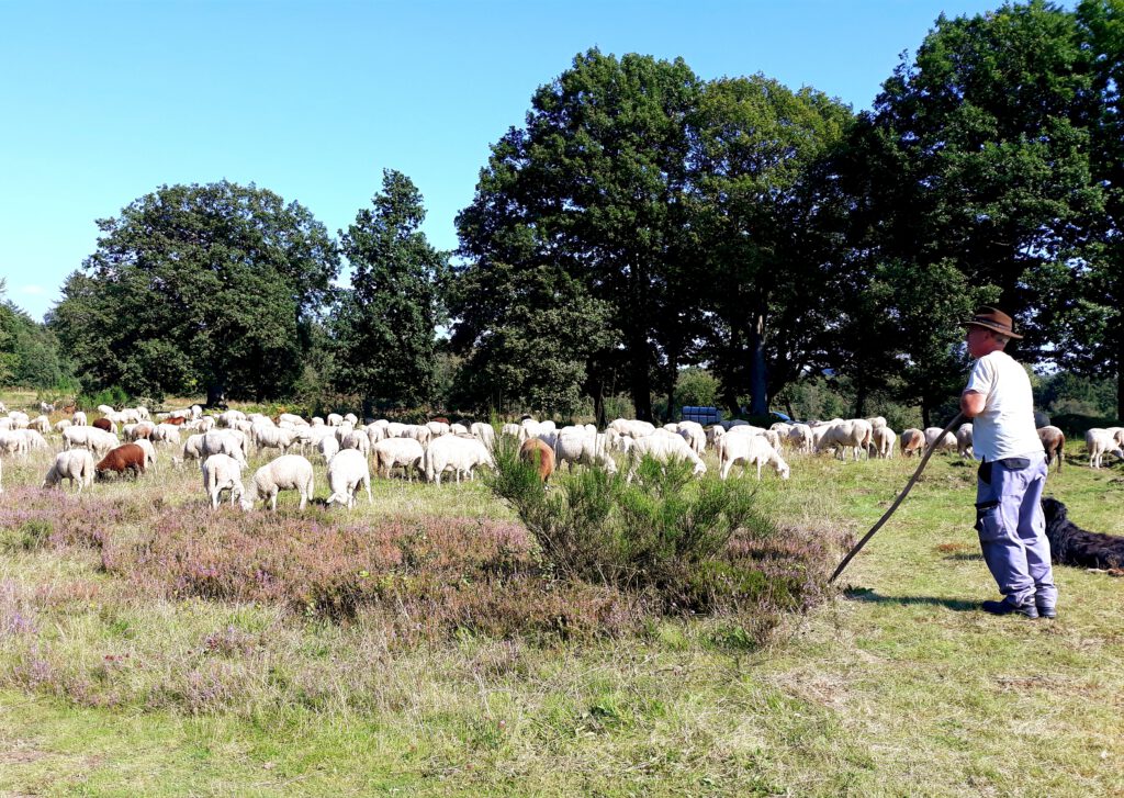 Trauerwanderung Trupbacher Heide