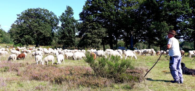 Trauerwanderung Trupbacher Heide